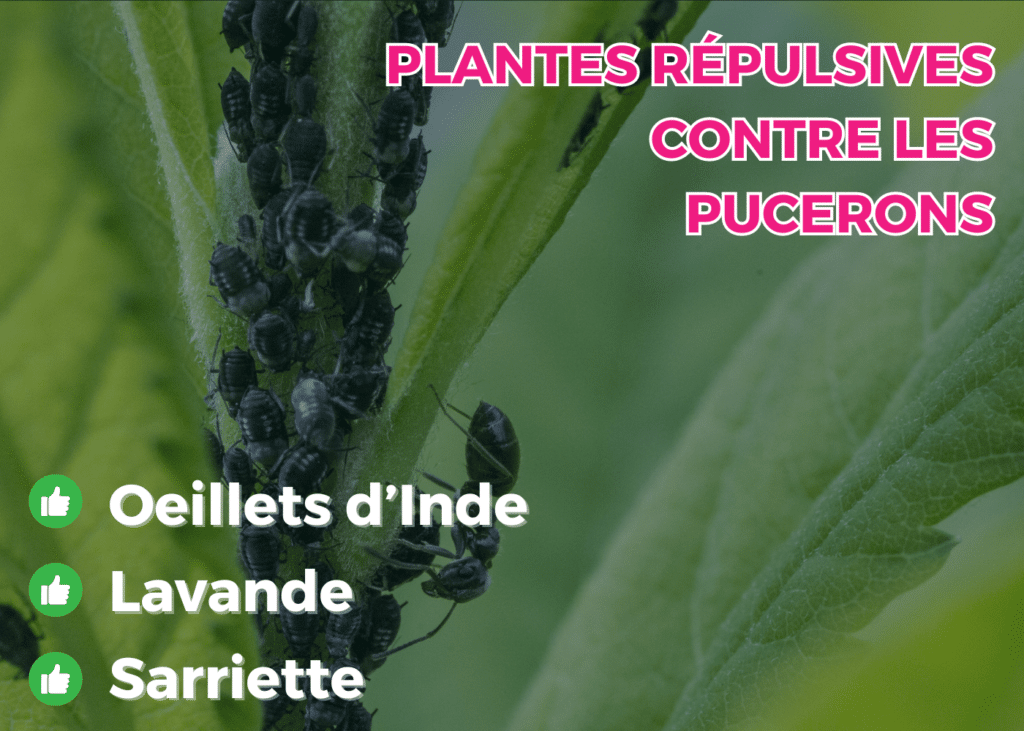 plantes répulsives contre les pucerons